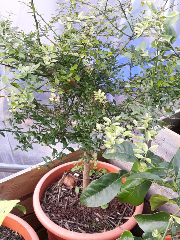 plant de citron caviar