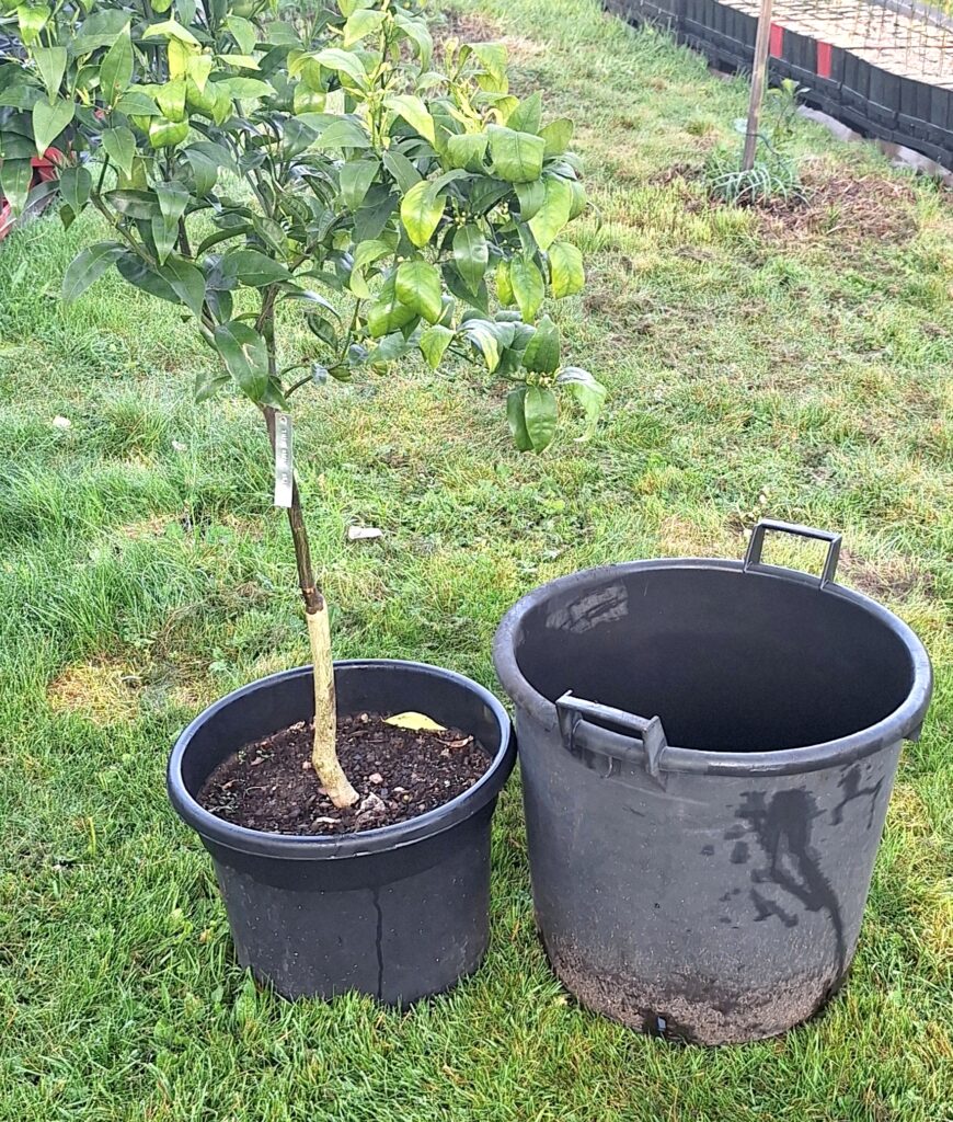 agrumes en pot
