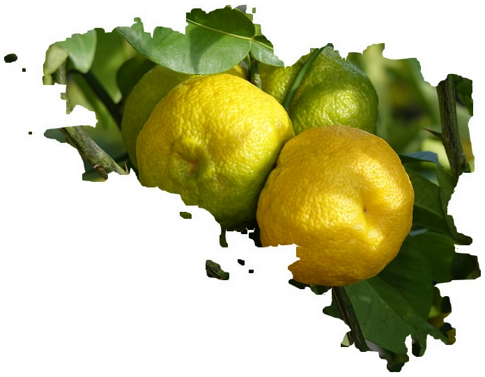 Fruits de yuzu sur une carte de Bretagne