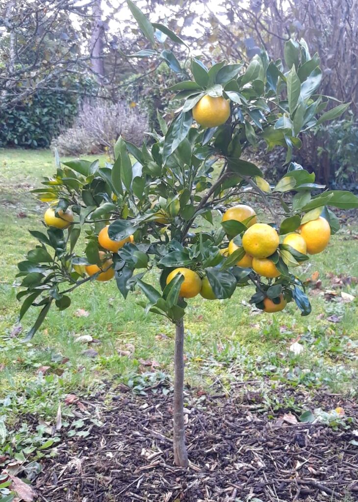 plant en pleine terre de mandarine japonaise