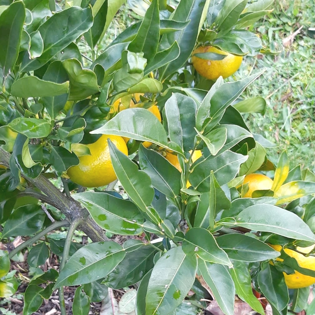 mandarines japonaises plant en pleine terre