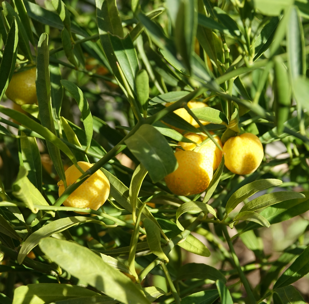 plant d'eremocitrus avec fruits