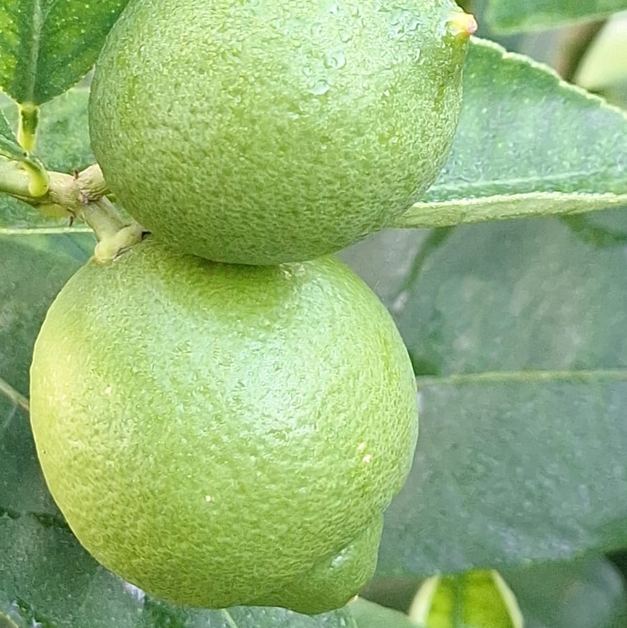Fruits de lime - citron vert