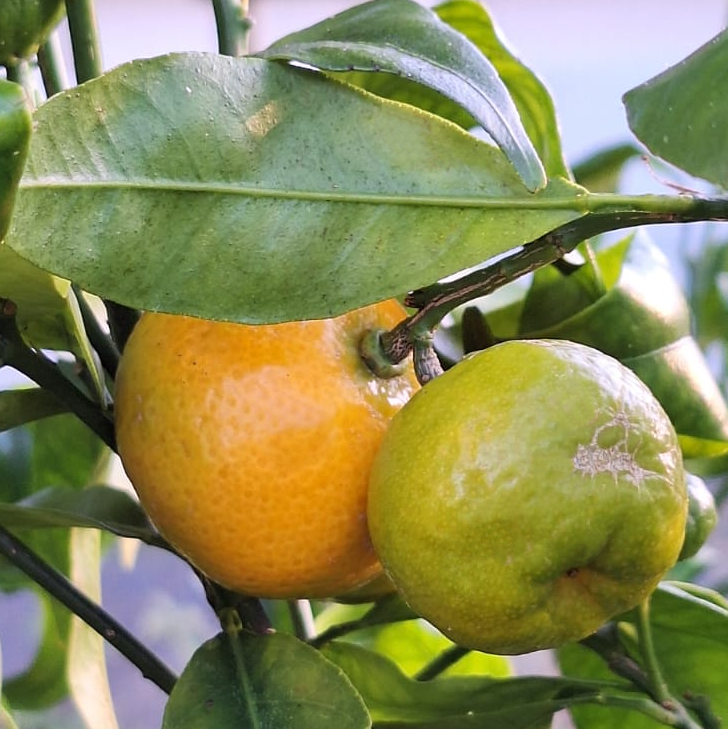 Fruits de Mikan
petite mandarine japonaise résistante au froid