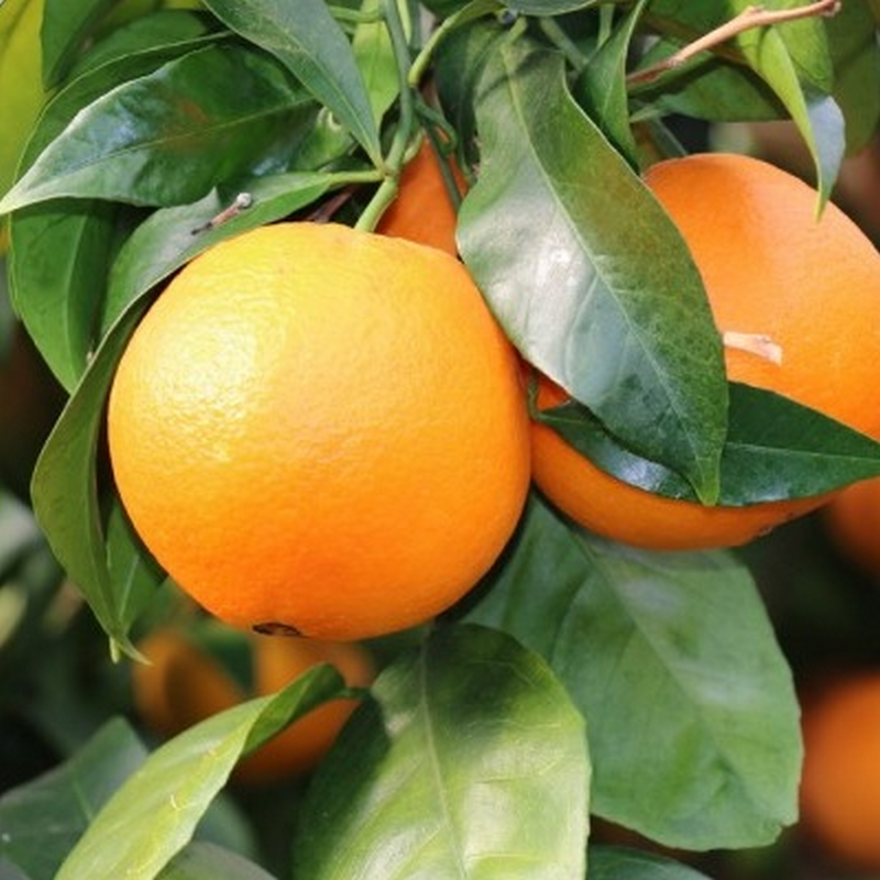 Oranges, fruits d'oranger