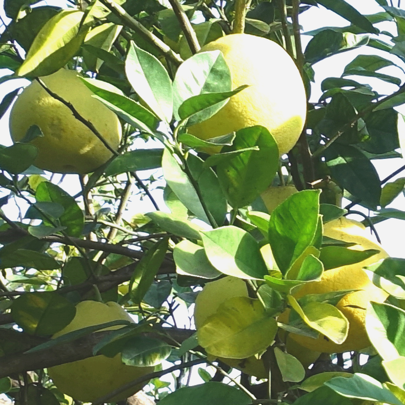 fruits de pomelos