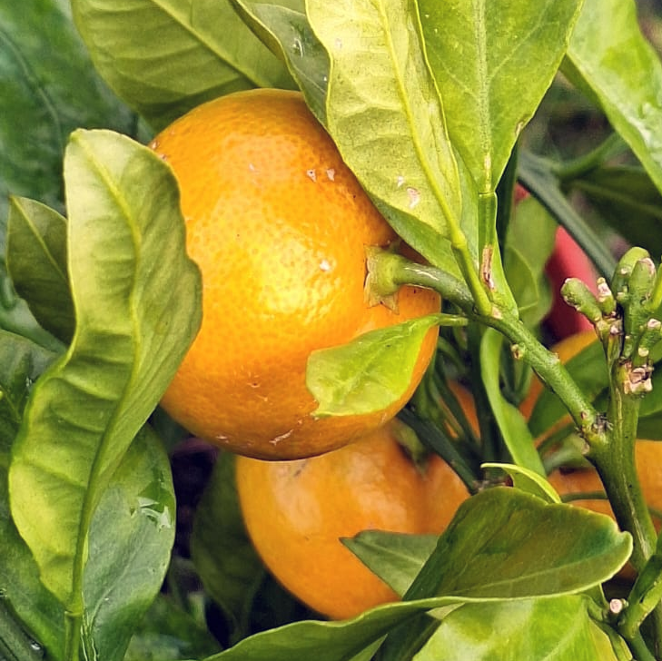 Fruits de Satsuma
Mandarine japonaise résistante au froid