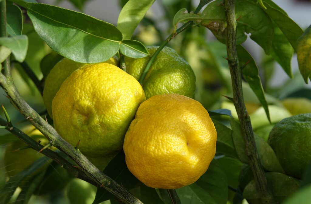 Fruits de yuzu en Bretagne