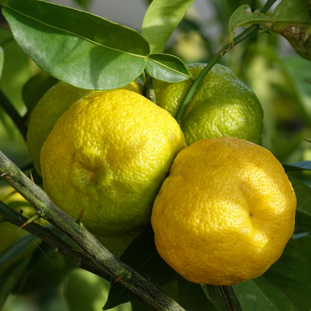 Fruits de yuzu
Agrumes condimentaire originaire du japon
plants résistants au froid
culture en pleine terre